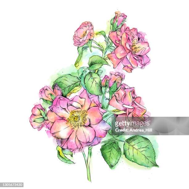 miniature rose watercolor and illustration. vector eps10 illustration - wild rose stock illustrations