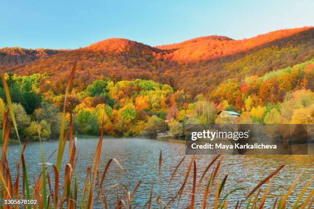 idyllic mountain lake with deciduous woodland in autumn colors - cabin in the woods stock-fotos und bilder