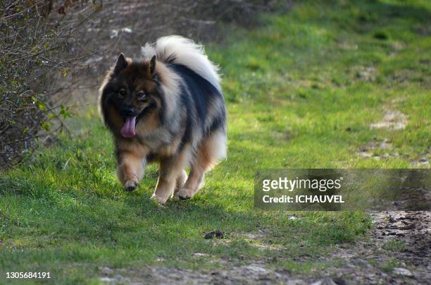 eurasier dog portrait france - chasing tail stock pictures, royalty-free photos & images