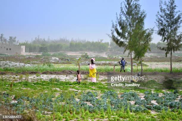 senegalesas mujeres con hijas cuidando cultivos - áfrica del oeste fotografías e imágenes de stock