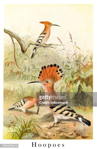 old illustration of ornithology - the eurasian hoopoe (upupa epops) - abubilla fotografías e imágenes de stock