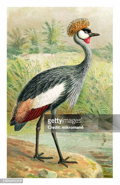 old chromolithograph illustration of ornithology - the grey crowned crane (balearica regulorum) - grey crowned crane stockfoto's en -beelden