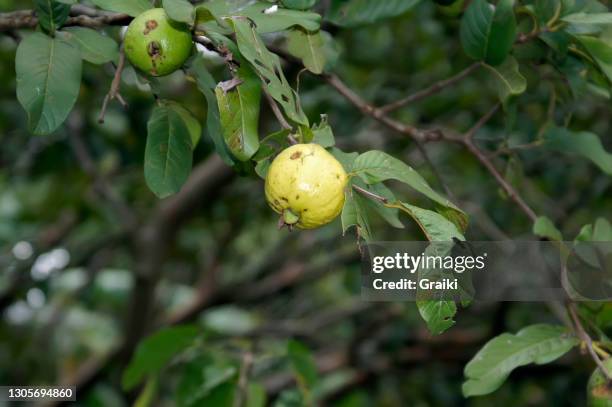 guava fruit on the tree - guava fruit stock-fotos und bilder