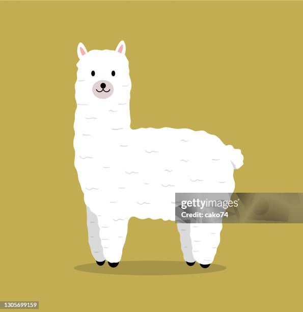 cute llama stock illustration - alpaca stock illustrations