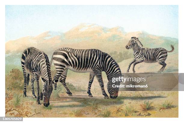 old chromolithograph illustration of zebra animal, zebras in the nature - animal print stock-fotos und bilder