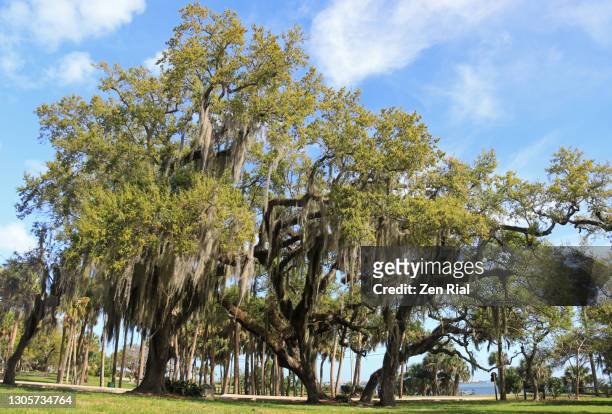 florida landscape with old live oak trees with spanish moss hanging and atlantic intracoastal waterway in background- old fort pierce park - live oak tree stock pictures, royalty-free photos & images