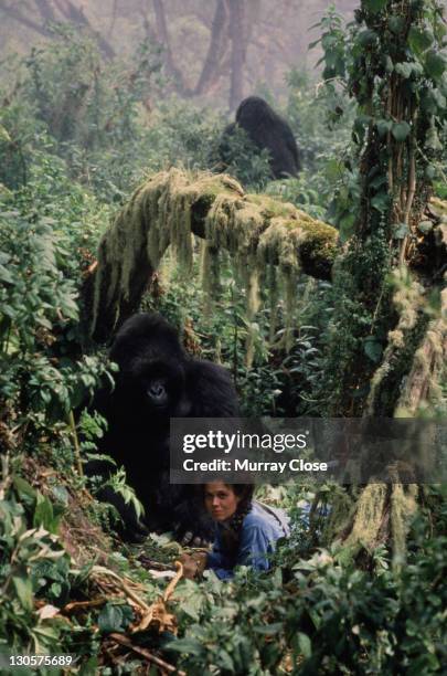 American actress Sigourney Weaver as naturalist Dian Fossey, studying the Mountain Gorilla in Rwanda in the film 'Gorillas in the Mist', 1988.