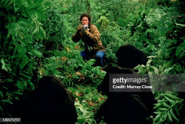 American actress Sigourney Weaver as naturalist Dian Fossey, studying the Mountain Gorilla in Rwanda in the film 'Gorillas in the Mist', 1988.