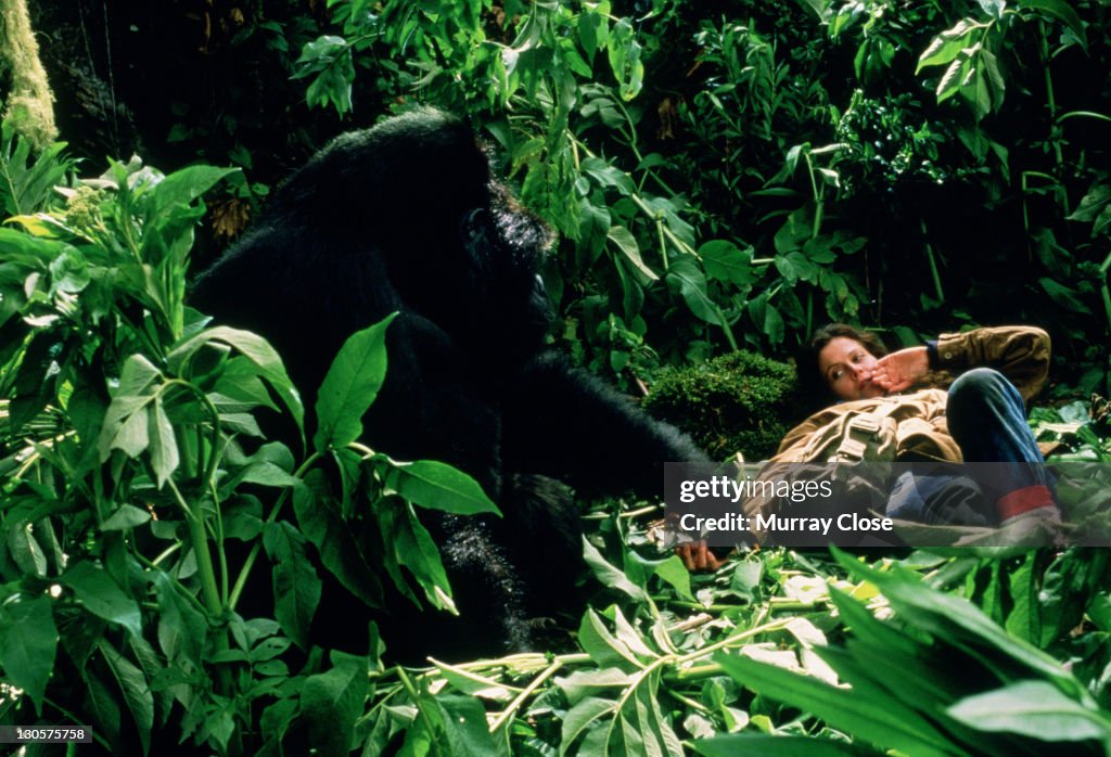 Gorillas In The Mist