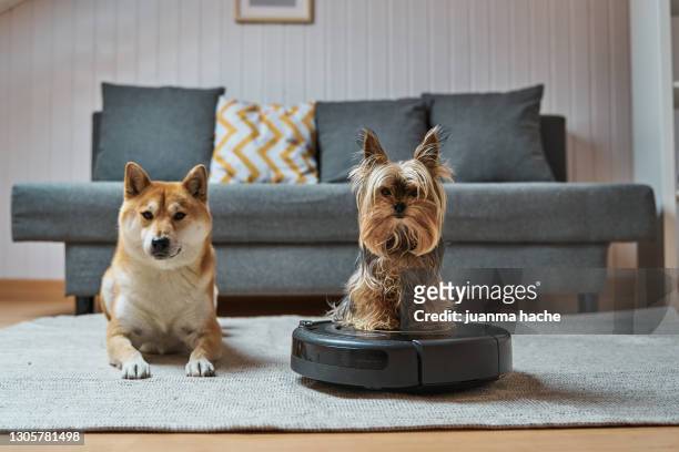 two pet dogs in the living room at home. - animal robot stock-fotos und bilder
