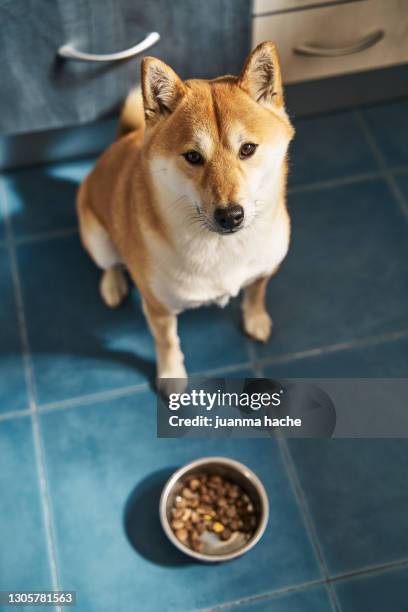 shiba inu dog with a bowl full of food. - dog bowl ストックフォトと画像