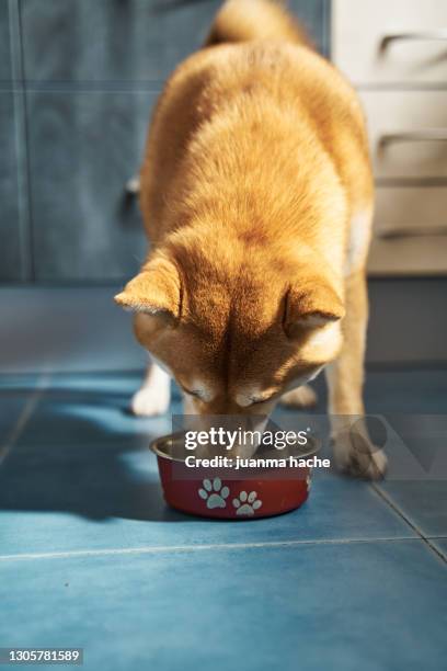 shiba inu pet eating dog food at home. - cute shiba inu puppies stock pictures, royalty-free photos & images