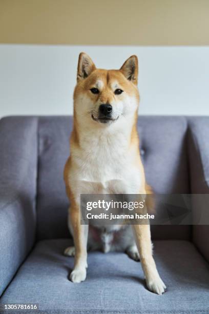 shiba inu dog sitting on a couch at home. - shiba inu fotografías e imágenes de stock