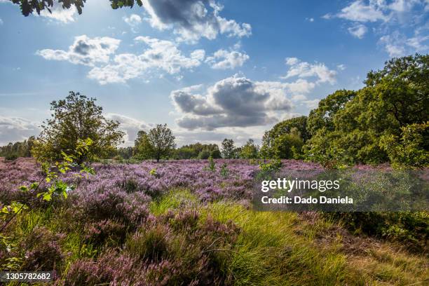 hoge kempen - belgium stockfoto's en -beelden