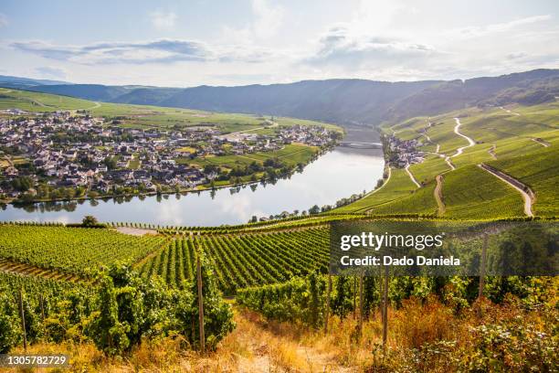 mosel valley - moselle river stock pictures, royalty-free photos & images