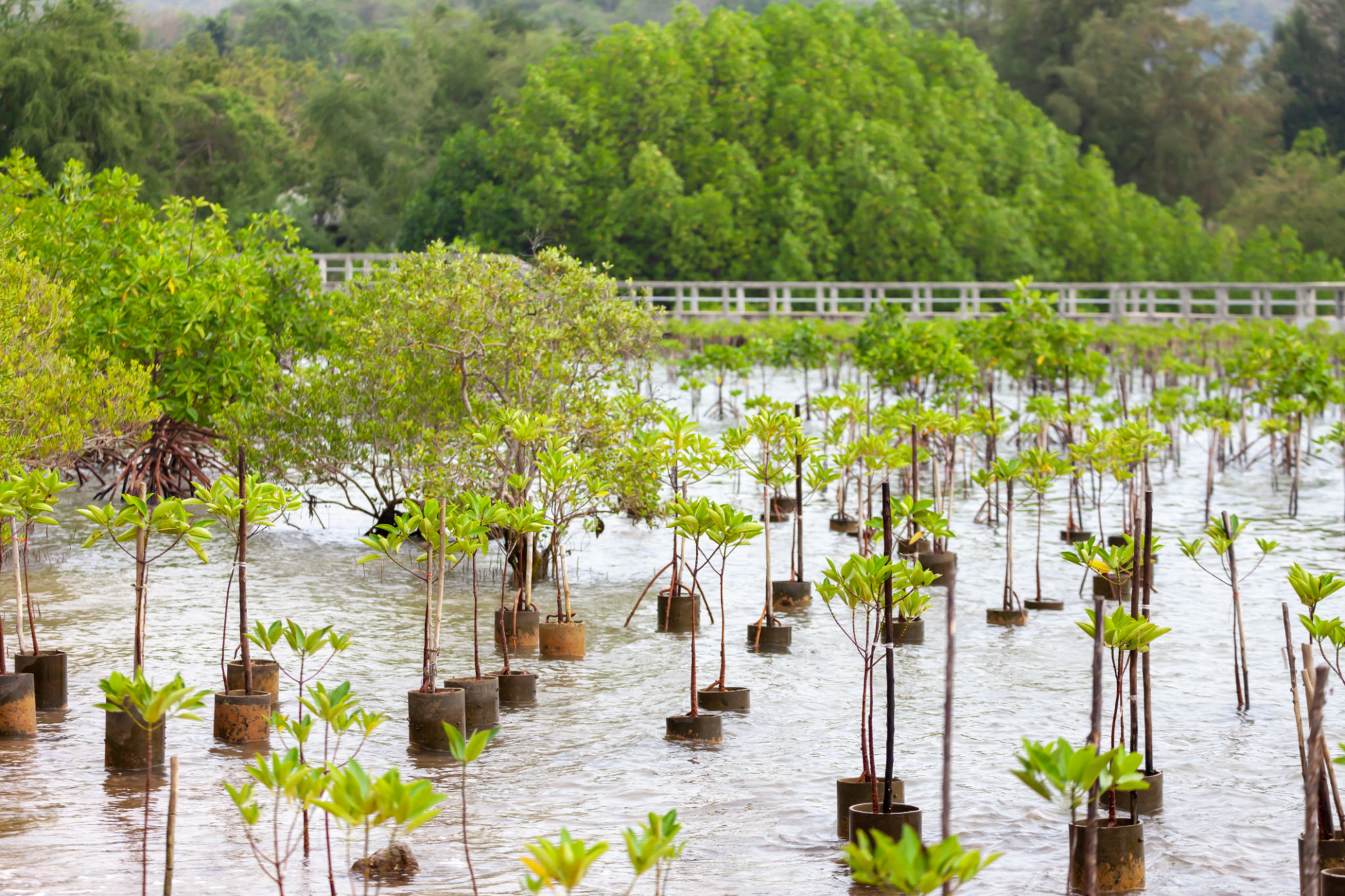 mangrove restoration