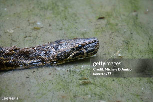 african python, water python, african rock python... 140 African Rock Python Stock Photos, High-Res Pictures, and Images ...
