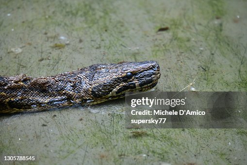 African rock python (Python sebae) African rock python (Python sebae)