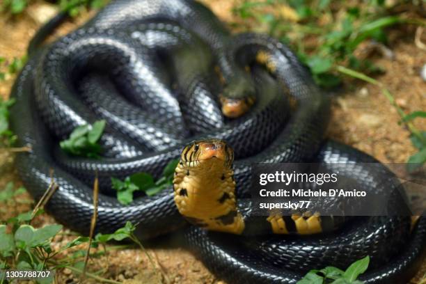 egyptian cobra (naja haje) - vipera aspis stock pictures, royalty-free photos & images