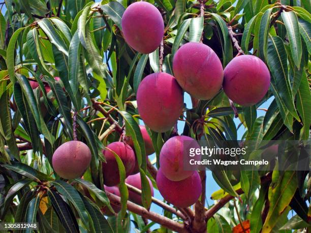 pink mangoes on tree - mango tree stock-fotos und bilder