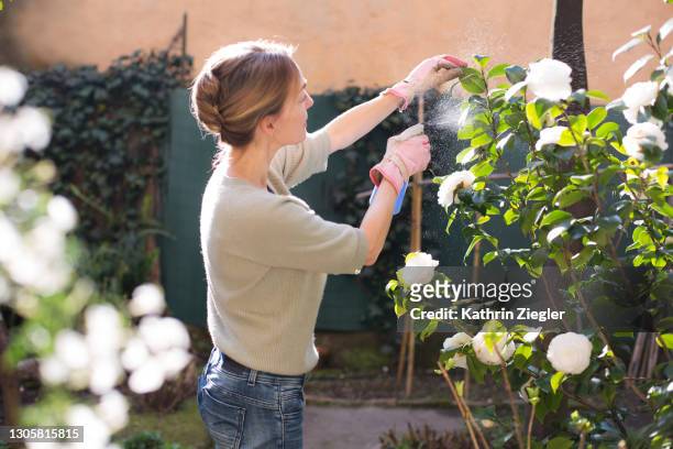 woman treating flowering camellia plant with spray - pest fotografías e imágenes de stock