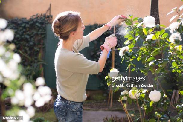 woman treating flowering camellia plant with spray - sproeier stockfoto's en -beelden