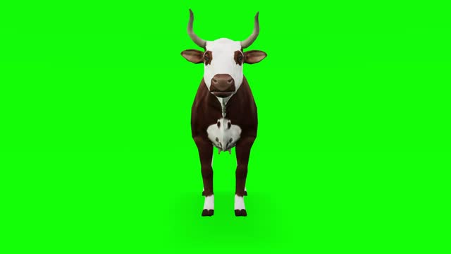 276 Cow Green Screen Videos and HD Footage - Getty Images