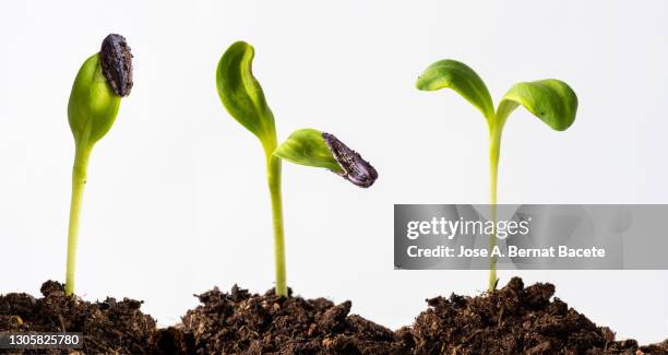 stem and leaves of a young germinating sunflower plant on a white background. - seedling bildbanksfoton och bilder
