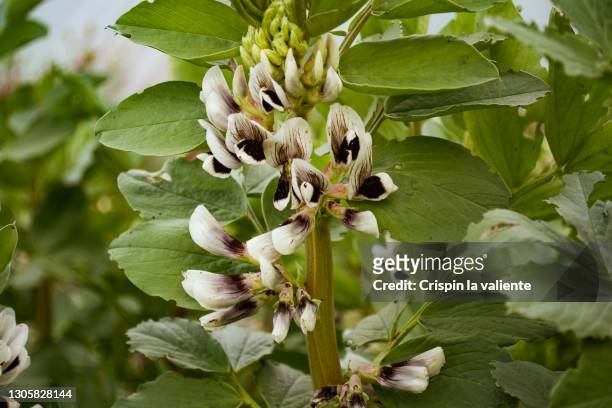 close-up of broad beans in bloom in the orchard - fava bean stock pictures, royalty-free photos & images