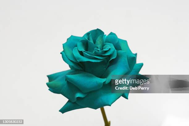 teal rose against a white background - green which rose stock-fotos und bilder