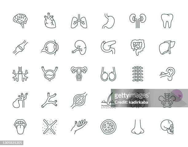 menschliche organe dünne linie icon set serie - menschliche leber stock-grafiken, -clipart, -cartoons und -symbole