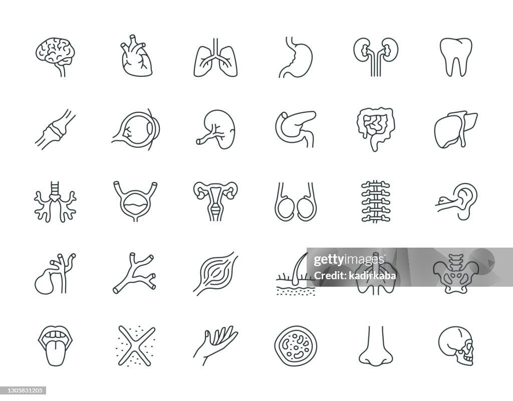 Human Organs Thin Line Icon Set Series