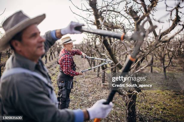 agricoltori anziani potatura degli alberi - albero da frutto foto e immagini stock