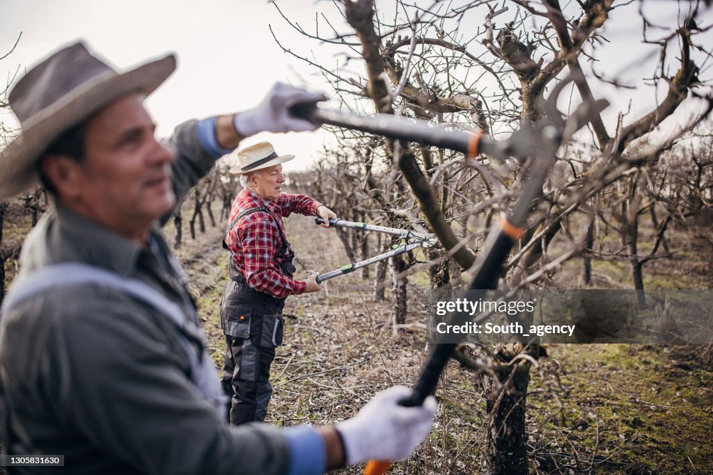 Senior farmers pruning trees