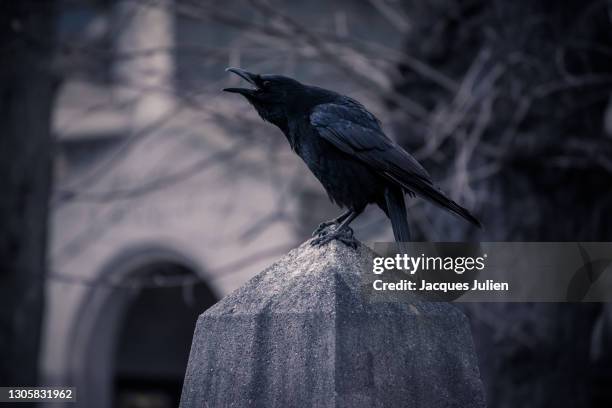 crow croaking in a cemetery - rook - fotografias e filmes do acervo