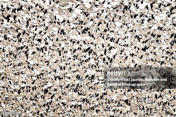 beautiful abstract of snow geese tightly packed at middle creek, pennsylvania - great american group stock pictures, royalty-free photos & images