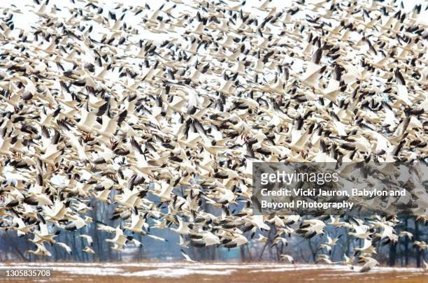amazing flock of snow geese in motion against blue sky at middle creek, pennsylvania - snow goose stock pictures, royalty-free photos & images