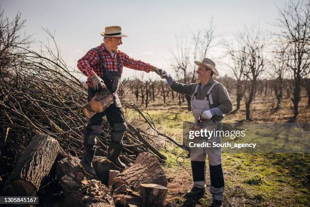 men cutting wood - lumberjack stock pictures, royalty-free photos & images