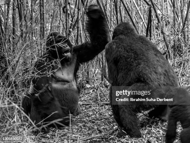 Silverback Rage Angry Silverback Gorilla Photos and Premium High Res Pictures - Getty ...