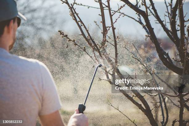 young farmer protecting his plants with chemicals - insetto foto e immagini stock