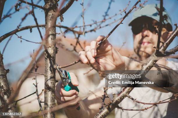 young man pruning tree with green clippers - tree pruning stock pictures, royalty-free photos & images