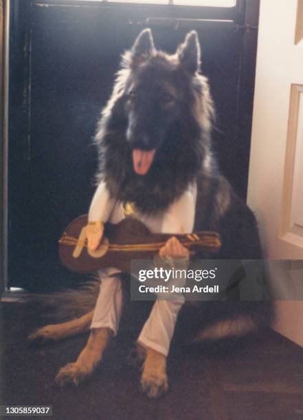 funny dog dressed in costume, german shepherd wearing funny costume - elvis presley real stock pictures, royalty-free photos & images