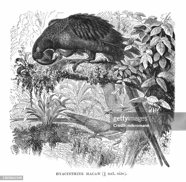 old engraved illustration of hyacinth macaw (anodorhynchus hyacinthinus) - hyacinth macaw stock pictures, royalty-free photos & images