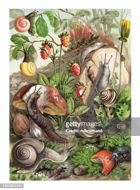 old chromolithograph illustration of land molluscs, snails - mollusco foto e immagini stock