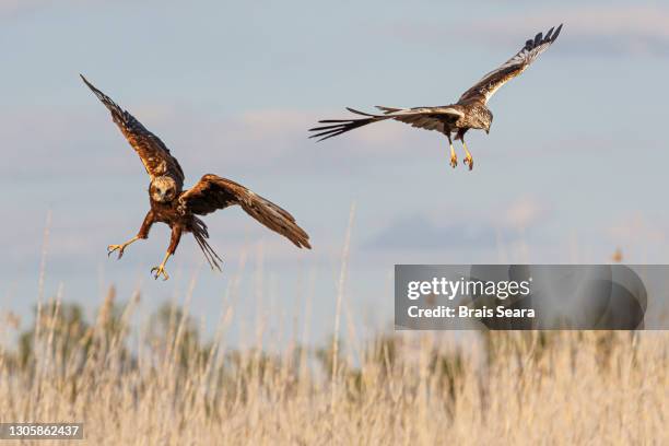 western marsh harrier female and male in flight - marsh stock pictures, royalty-free photos & images