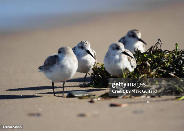 sanderlings (calidris alba), kelly's beach, kouchibouguac national park, new brunswick, canada - piovanello tridattilo foto e immagini stock