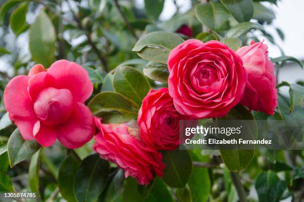 red camellia flowers - camellia stock pictures, royalty-free photos & images