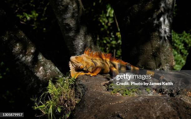 3,332 Arboreal Animal Photos and Premium High Res Pictures - Getty Images 3,332 Arboreal Animal Photos and Premium High Res Pictures - Getty Images