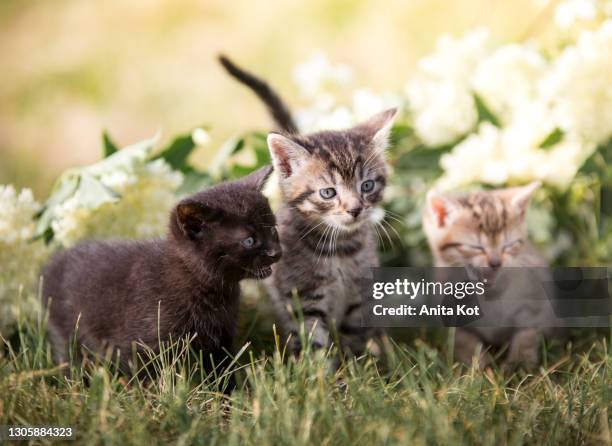 kittens in flowers - weidekätzchen stock-fotos und bilder