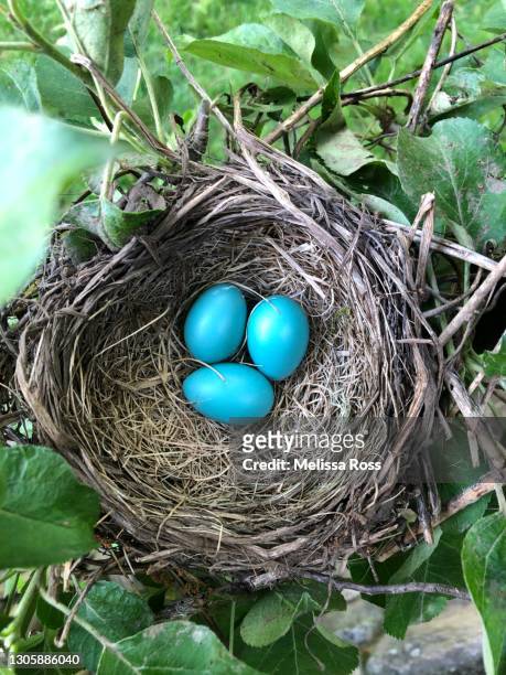 robin eggs in a nest - american robin stock pictures, royalty-free photos & images